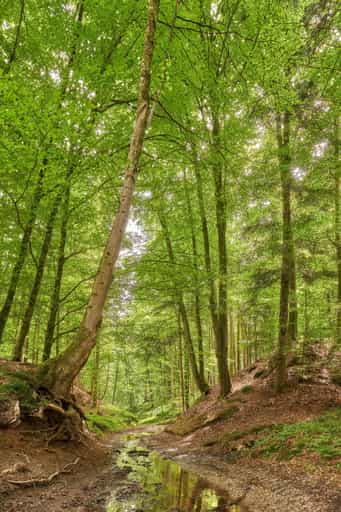 Grüner Waldweg mit Bachlauf, Birnbach, Altötting, Oberbayern