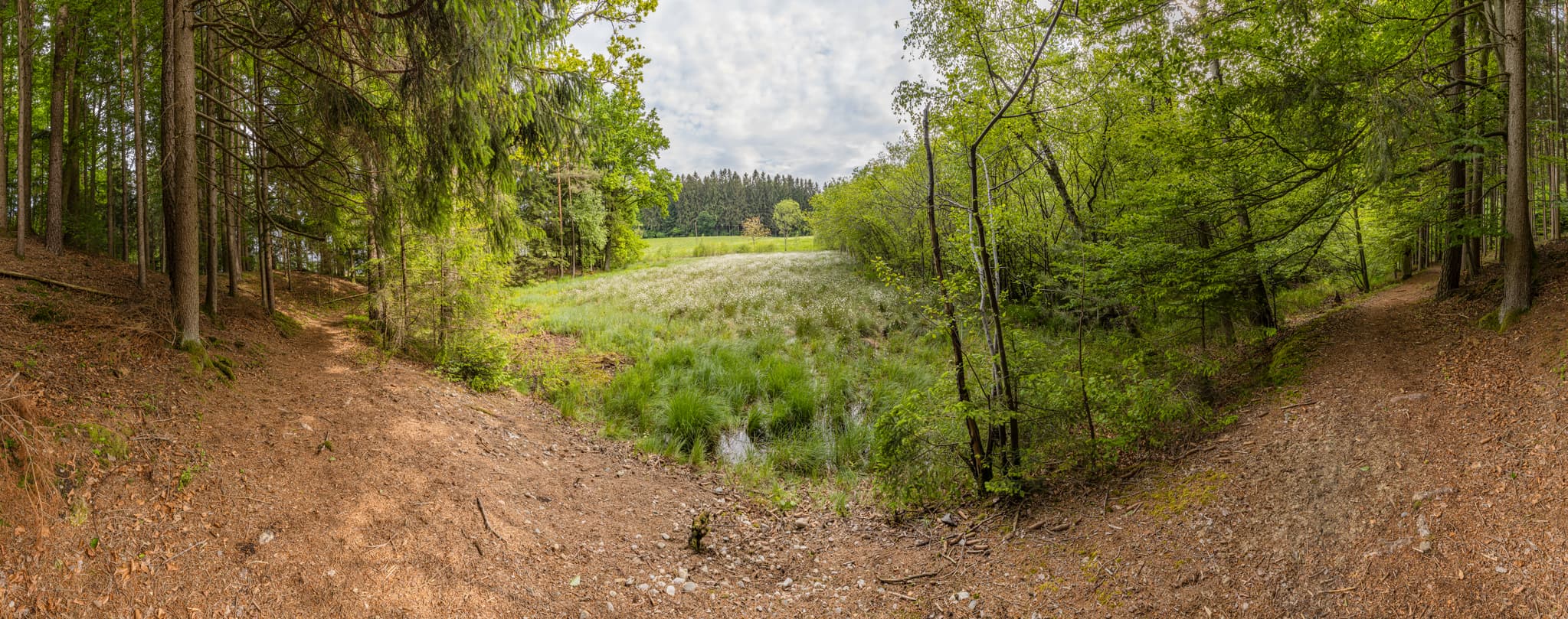 Haager Land Todeiskesselweg, Mühldorf am Inn, Oberbayern - Haager Land Todeiskesselweg, Haag, Mühldorf am Inn, Oberbayern: Waldweg zu feuchter Wiese. Typische Landschaft der Region Inn-Salzach, Deutschland.