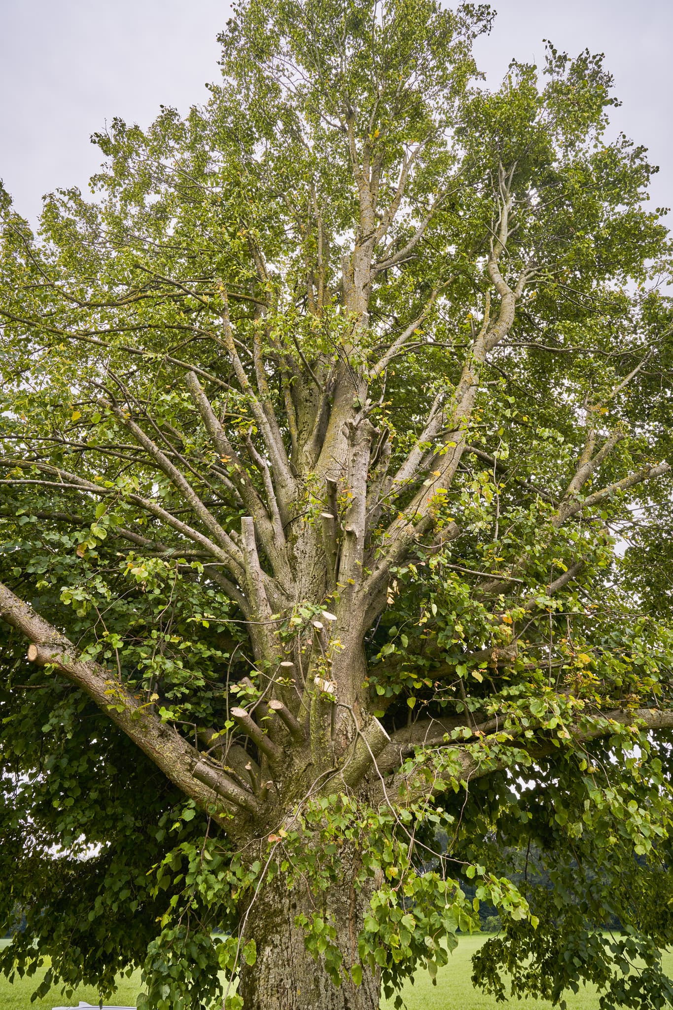 Halber Baum Höresham, Altötting, Oberbayern, Inn-Salzach - Prägnanter, gestutzter Baum in Höresham, Burgkirchen, Altötting, Oberbayern. Motiv aus Inn-Salzach, Deutschland, zeigt frisches Grün, Schnittstellen.