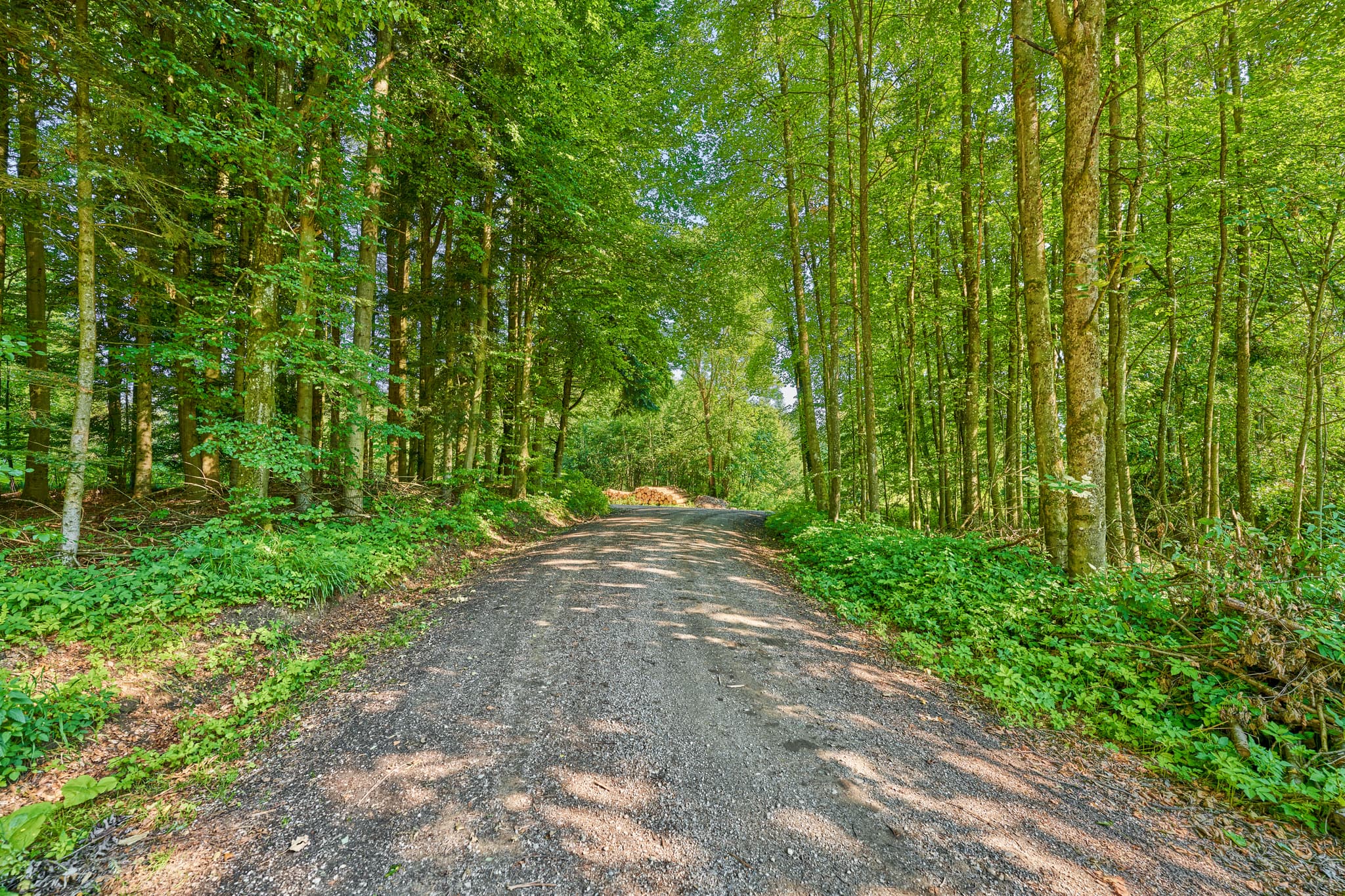 Hampersberg Forststraße, Erharting, Mühldorf, Oberbayern - Idyllische Forststraße am Hampersberg in Erharting, Landkreis Mühldorf am Inn. Entdecke die Natur der Region Inn-Salzach in Oberbayern, Deutschland.