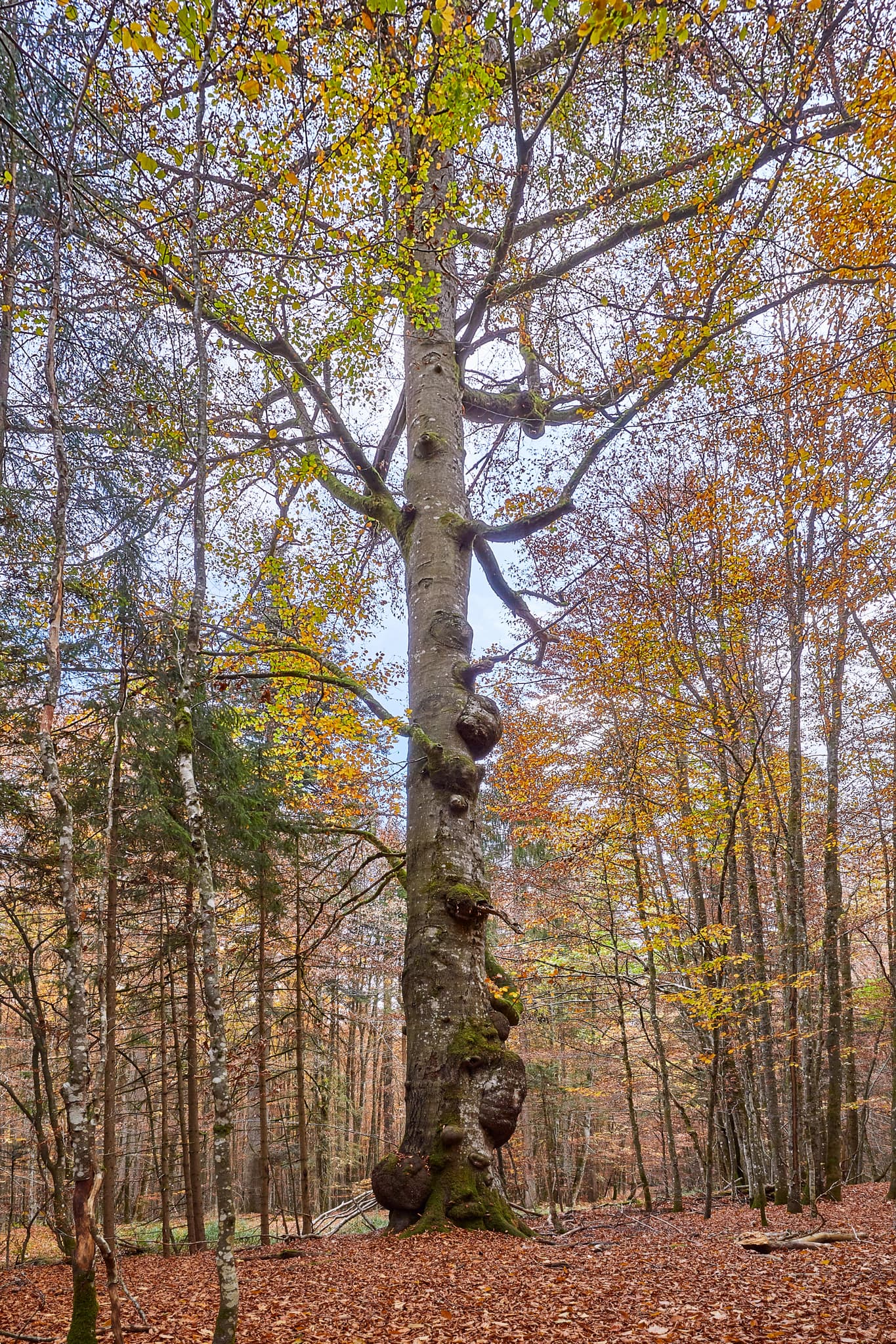 Hans-Watzlik-Hain Baumriese, Bayerisch Eisenstein, Regen - Knorrige Buche im Hans-Watzlik-Hain, Bayerisch Eisenstein, Landkreis Regen, Niederbayern. Herbstliche Waldszene im Bayerischen Wald, Deutschland.