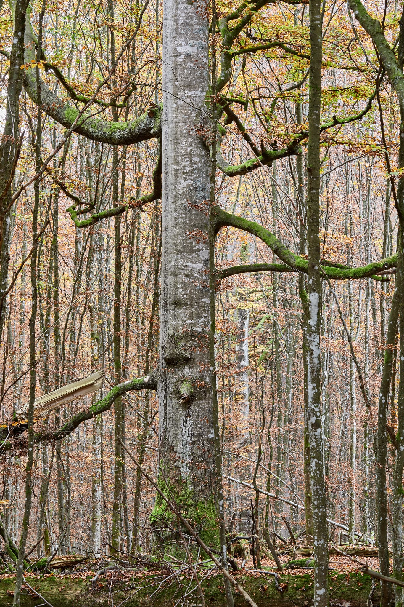 Hans-Watzlik-Hain Baumriese, Bayerisch Eisenstein, Regen - Ein imposanter Baumriese im Hans-Watzlik-Hain, Bayerisch Eisenstein, Landkreis Regen, Niederbayern. Teil des Bayerischen Waldes in Deutschland.