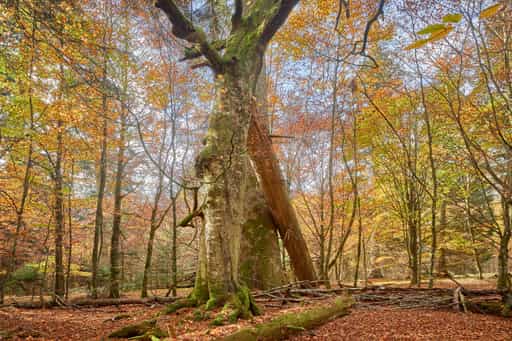 Hans-Watzlik-Hain Baumriesen, Bayerisch Eisenstein, Regen