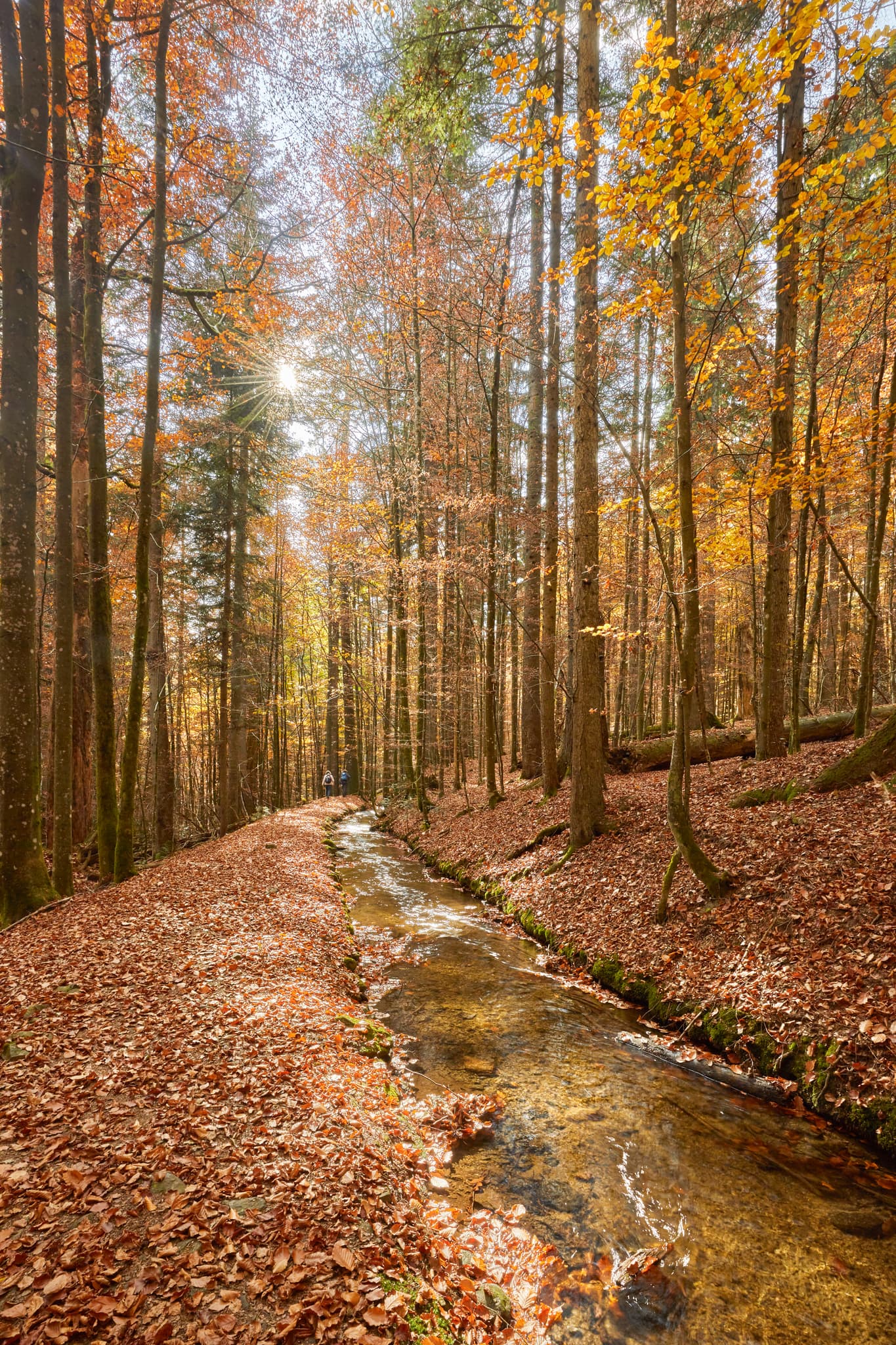 Hans-Watzlik-Hain im Herbst, Bayerisch Eisenstein, Regen - Herbstansicht Hans-Watzlik-Hain Schwellkanal, Bayerisch Eisenstein. Bachlauf im bunten Herbstwald, Landkreis Regen, Niederbayern. Region Bayerischer Wald.