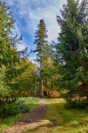 Hans-Watzlik-Hain im Herbst, Bayerisch Eisenstein, Regen