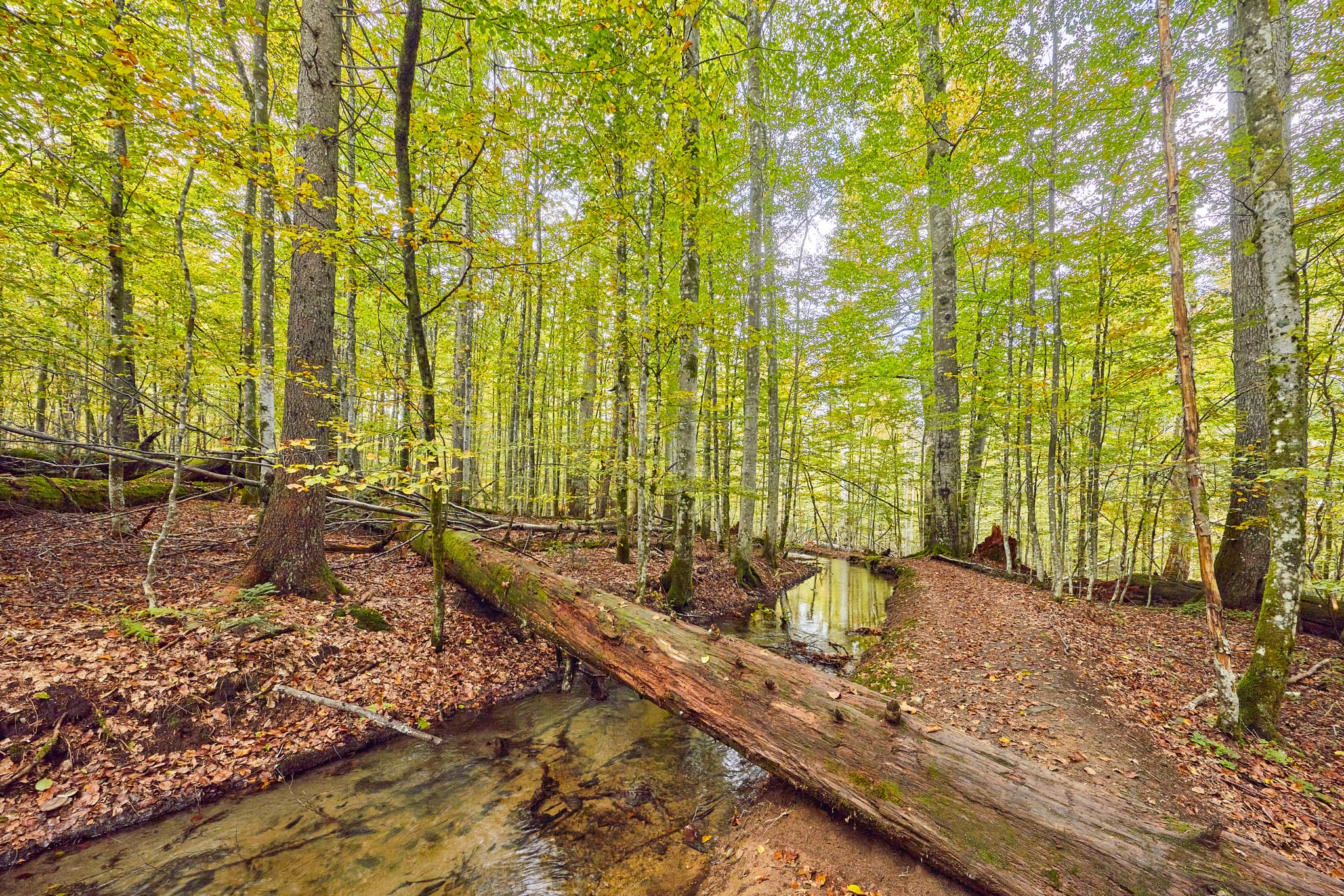 Hans-Watzlik-Hain Kanal, Bayerisch Eisenstein, Regen - Schwellkanal im Hans-Watzlik-Hain, Bayerisch Eisenstein, Landkreis Regen, Niederbayern. Waldlandschaft im Bayerischen Wald mit einem Bach und liegenden Baum.