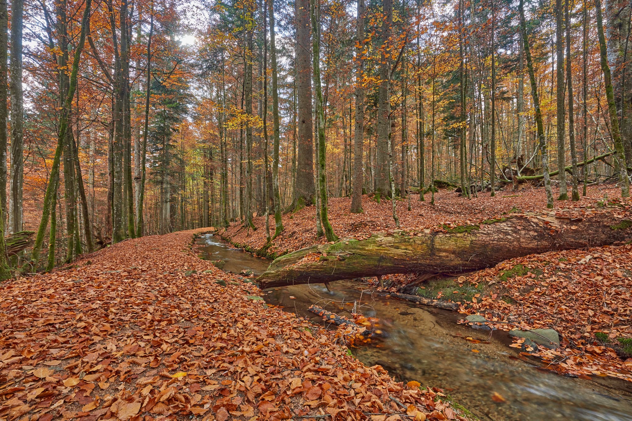 Hans-Watzlik-Hain Kanal, Bayerisch Eisenstein, Regen - Schwellkanal im herbstlichen Wald im Hans-Watzlik-Hain bei Bayerisch Eisenstein, Landkreis Regen, Niederbayern, Bayerischer Wald.