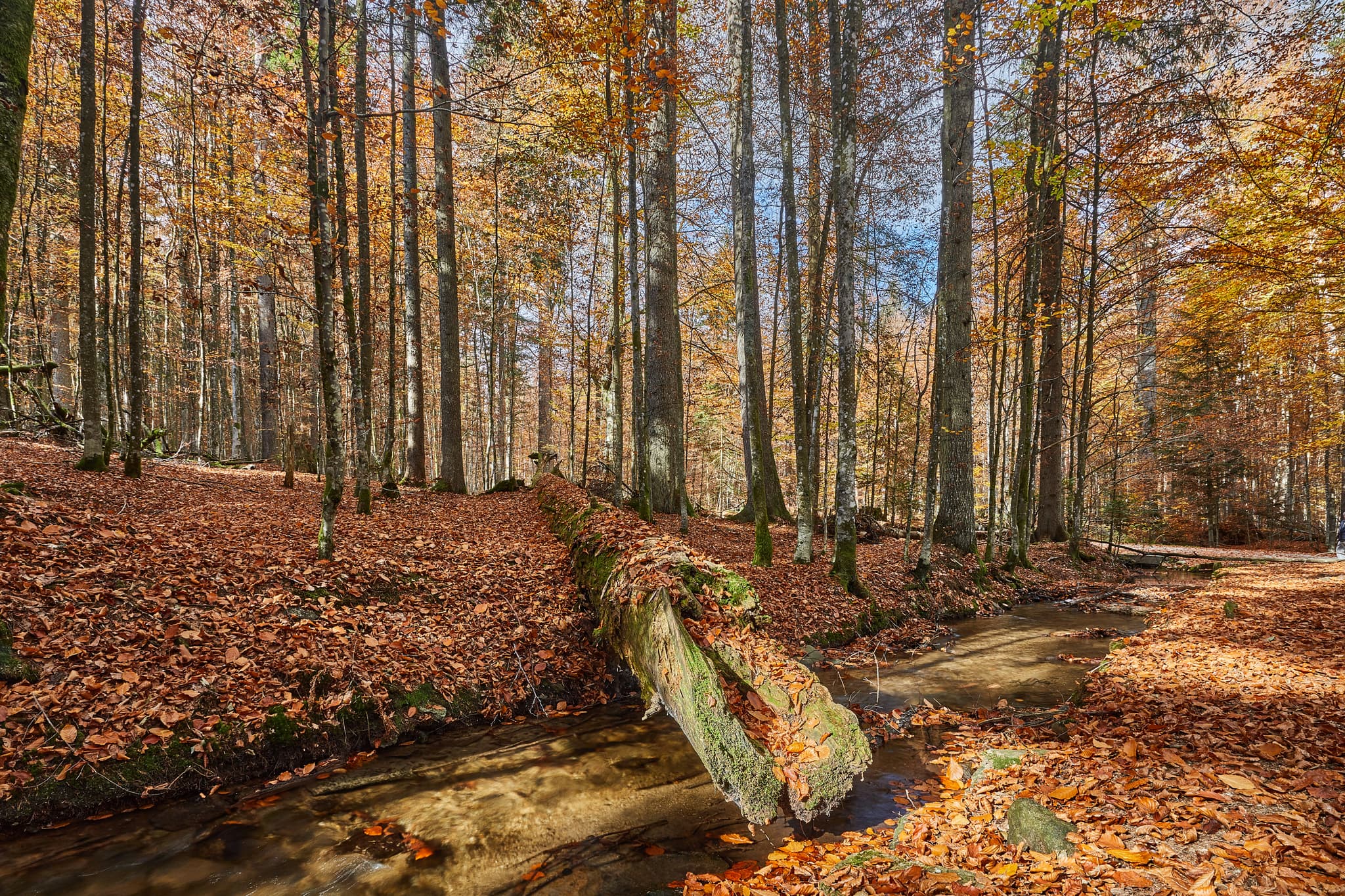 Hans-Watzlik-Hain Kanal, Bayerisch Eisenstein, Regen - Herbstlicher Wald mit Bach und umgestürztem Baum in Bayerisch Eisenstein, Landkreis Regen, Niederbayern, im Bayerischen Wald, Deutschland.