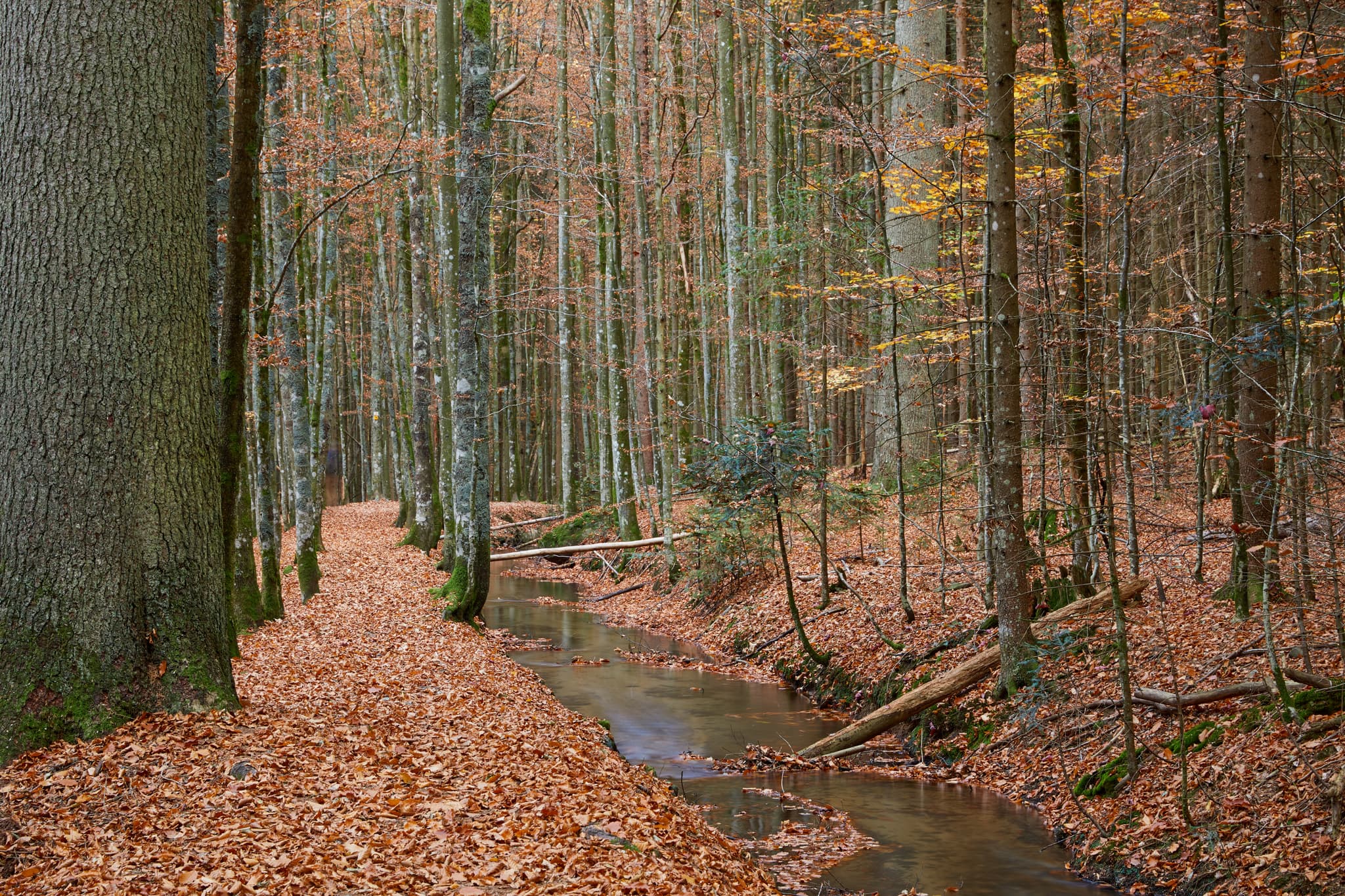 Hans-Watzlik-Hain Kanal, Bayerisch Eisenstein, Regen - Kanal im Herbstwald bei Bayerisch Eisenstein, Landkreis Regen, Niederbayern. Teil des Bayerischen Waldes, Deutschland. Bäume säumen den Wasserlauf.