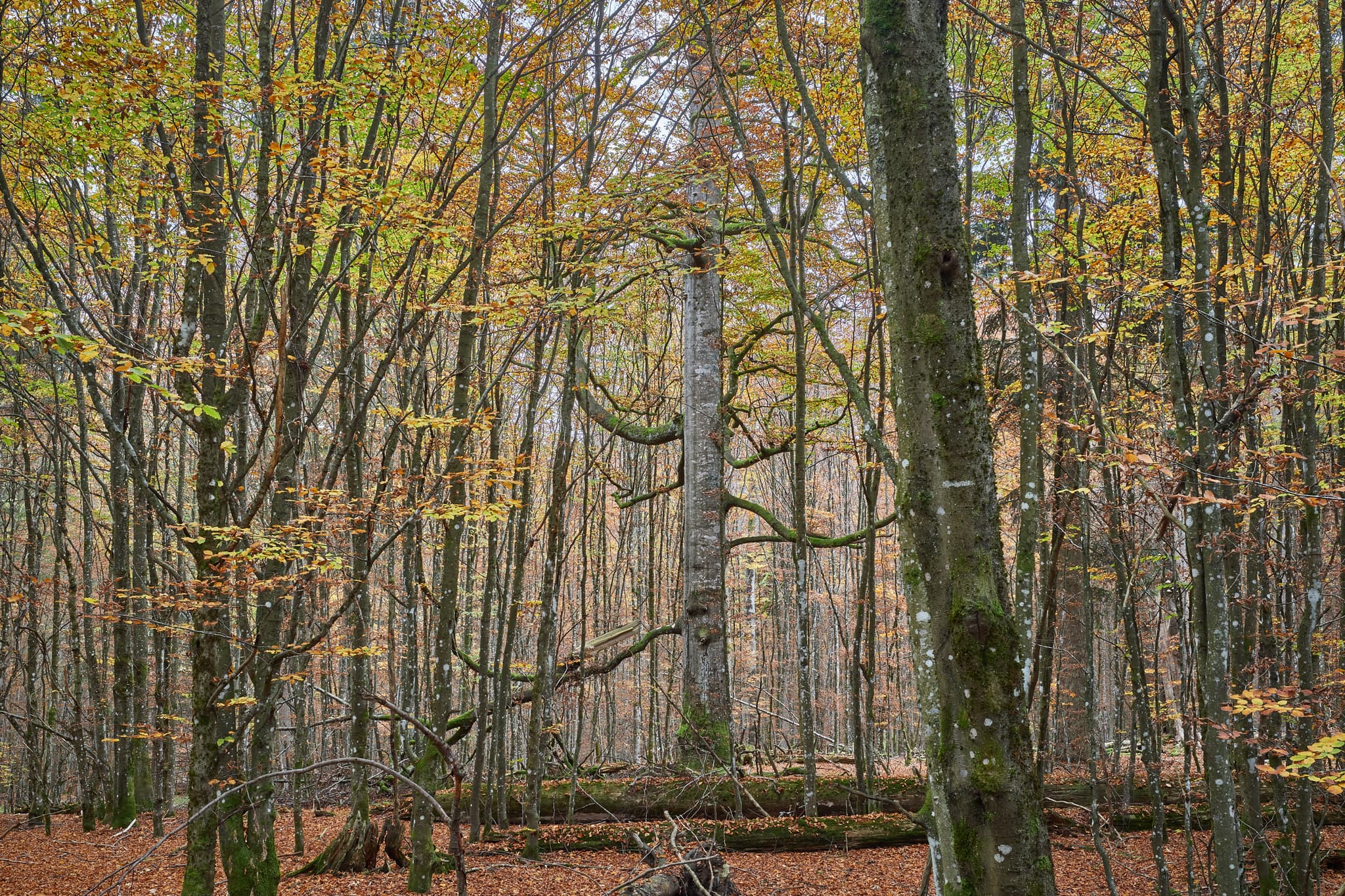 Hans-Watzlik-Hain Wald, Bayerisch Eisenstein, Regen - Hans-Watzlik-Hain, Wald bei Bayerisch Eisenstein im Landkreis Regen, Niederbayern. Typische Herbstlandschaft des Bayerischen Waldes in Deutschland.
