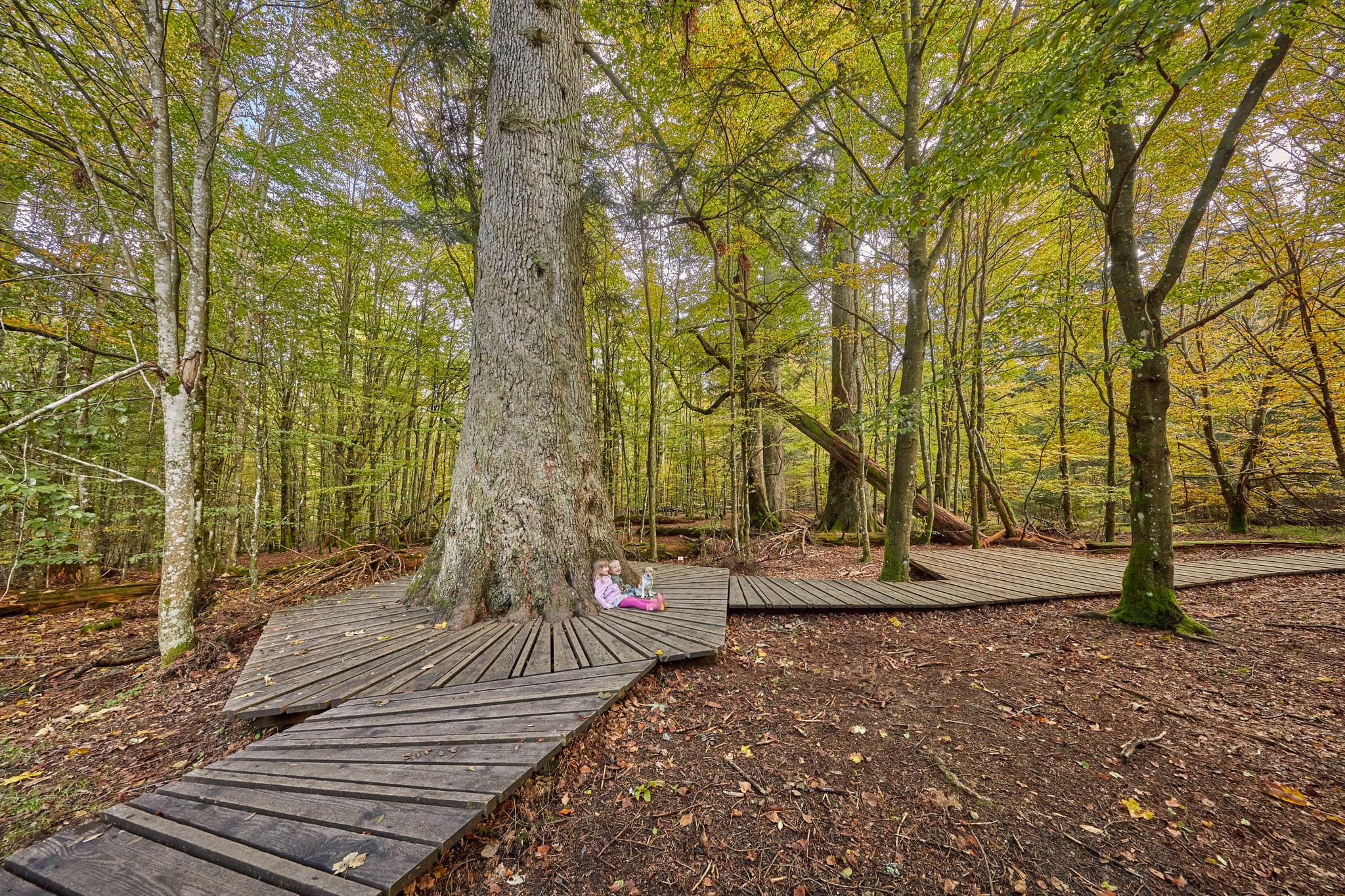 Hans-Watzlik-Hain Waldhaustanne, Bayerisch Eisenstein, Regen - Waldhaustanne im Hans-Watzlik-Hain, mit Holzpfaden im herbstlichen Wald. In Bayerisch Eisenstein, Landkreis Regen, Niederbayern, im Bayerischen Wald gelegen.