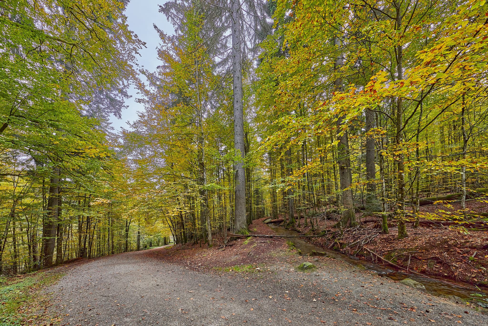 Hans-Watzlik-Hain Wanderweg Kanal, Bayerisch Eisenstein - Waldweg im Hans-Watzlik-Hain, Bayerisch Eisenstein, Landkreis Regen. Herbstliche Bäume und Kanal im Bayerischen Wald, Niederbayern, Deutschland.
