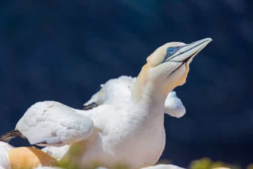Helgoland Basstölpel 12, Helgoland, Pinneberg
