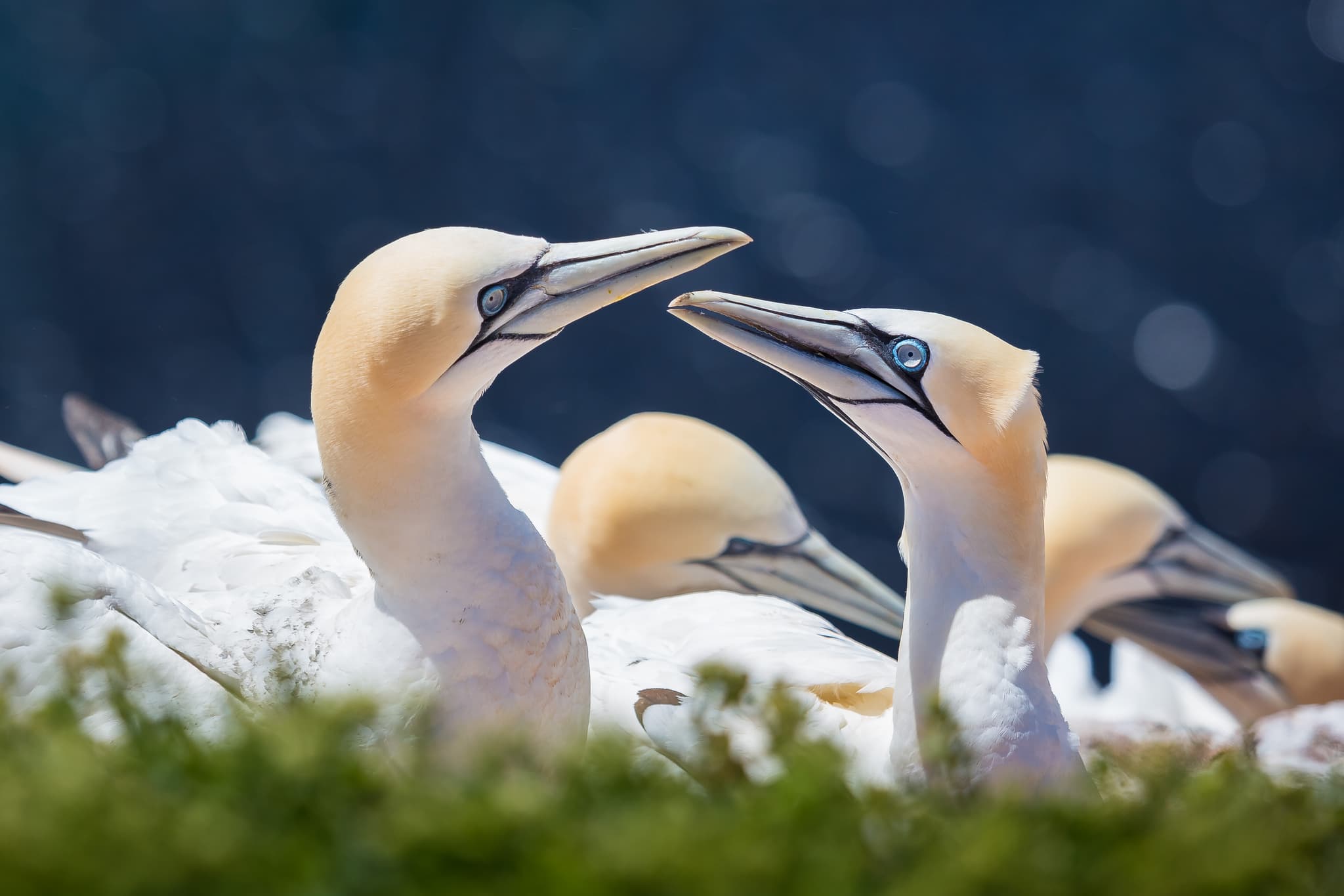 Helgoland Basstölpel, Helgoland, Kreis Pinneberg - Basstölpel auf Helgoland, Hochseeinsel im Landkreis Pinneberg, Schleswig-Holstein. Diese Seevögel bevölkern die Nordseeküste Deutschlands.