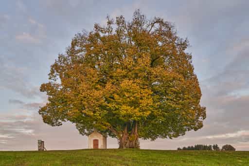 Herbst, Berg Kapellenlinde, Altötting, Oberbayern