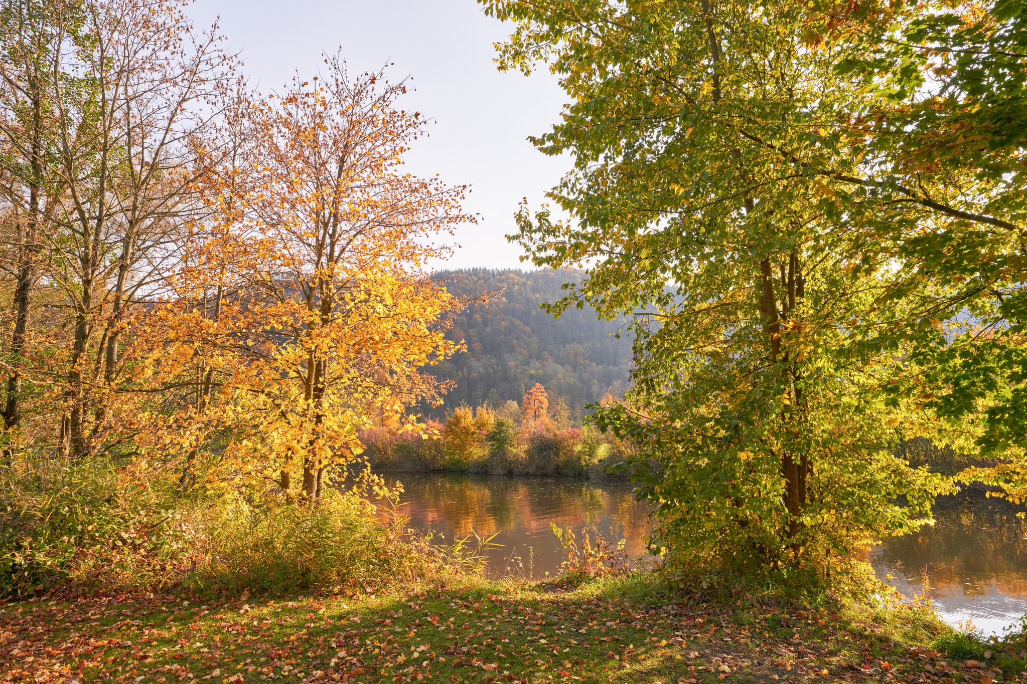 Herbst in Erlau Donaumündung, Passau, Niederbayern - Herbst an der Donaumündung Erlau, Obernzell, Landkreis Passau, Niederbayern. Region Donau-Wald, Deutschland, mit bunten Bäumen am Wasser der Erlau.