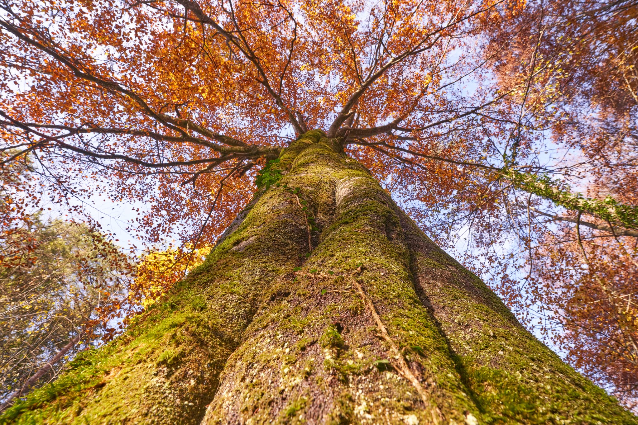 Herbst, Klosterau Walderlebnispfad, Altötting, Oberbayern - Detailaufnahme eines moosbewachsenen Baumstammes mit leuchtend orangefarbenem Herbstlaub am Klosterau Walderlebnispfad in Mehring, Altötting, Oberbayern.