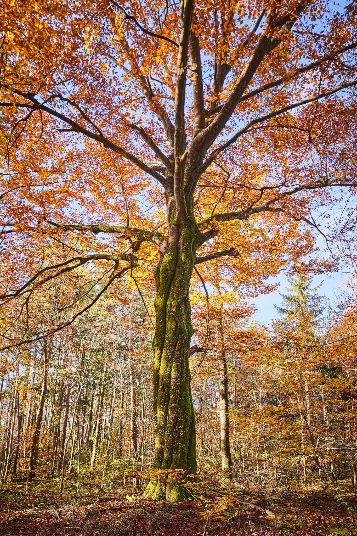 Herbst, Klosterau Walderlebnispfad, Altötting, Oberbayern - Herbstliche Waldlandschaft im Klosterau Walderlebnispfad bei Mehring, Landkreis Altötting, Oberbayern. Leuchtende Farben in der Region Inn-Salzach, Deutschland.
