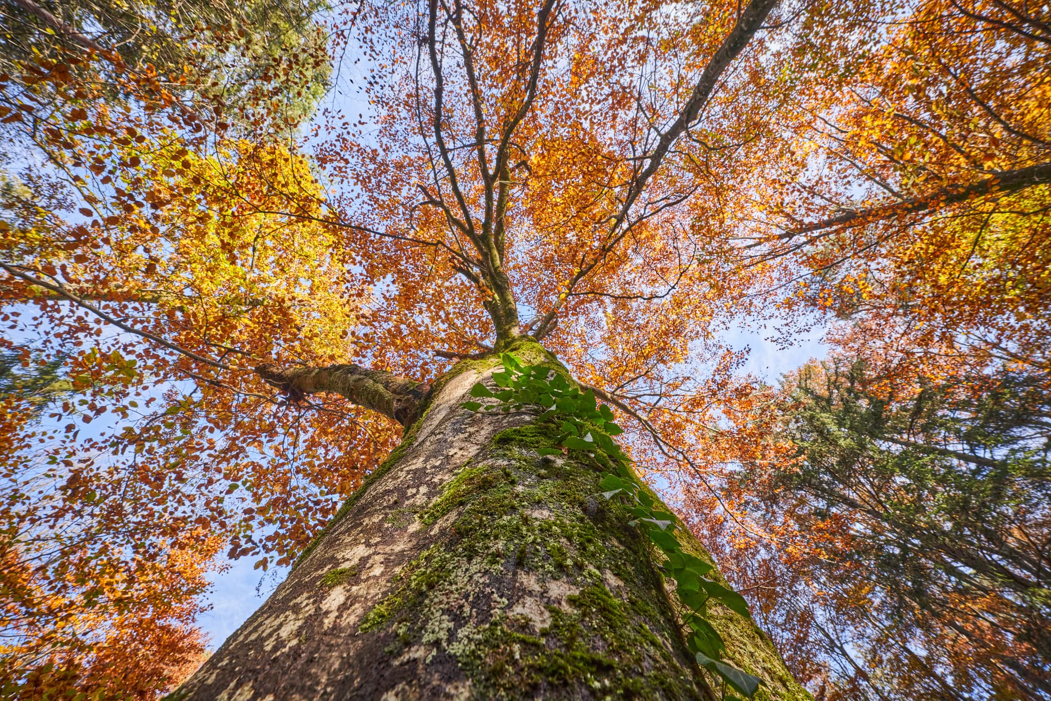 Herbst, Klosterau Walderlebnispfad, Altötting, Oberbayern - Blick nach oben in herbstlichen Wald mit goldenen Blättern am Klosterau Walderlebnispfad, Mehring, Altötting, Oberbayern, Inn-Salzach, Deutschland.