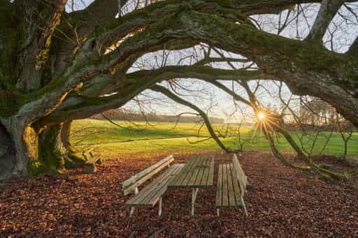 Herbst Kriering Linde, PAN, Niederbayern, Holzland