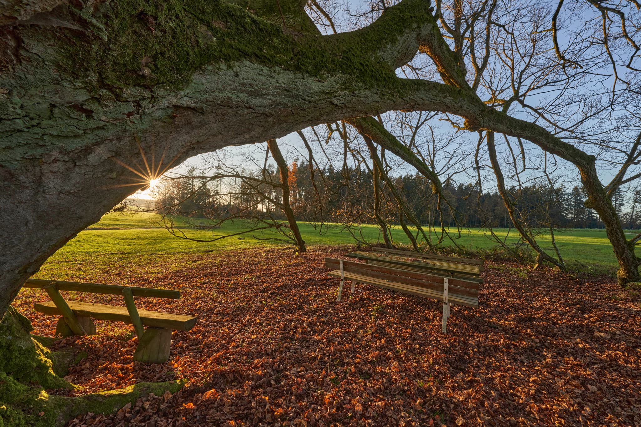 Herbst Kriering Linde, PAN, Niederbayern, Holzland - Herbstliche Landschaft an Krieringer Linde, Wittibreut, Rottal-Inn, Niederbayern. Alter Baum, Bänke, Laub. Sonnenstrahlen beleuchten Wiese und Wald im Holzland.
