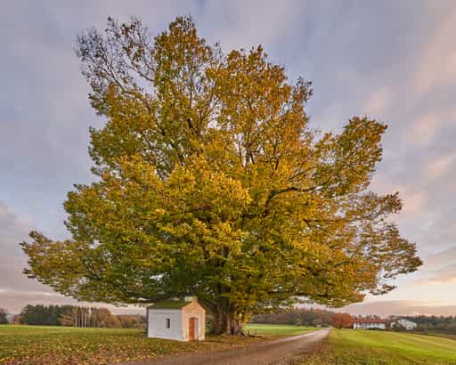Herbst Schmidhub, Berg Kapellenlinde, Altötting, Oberbayern