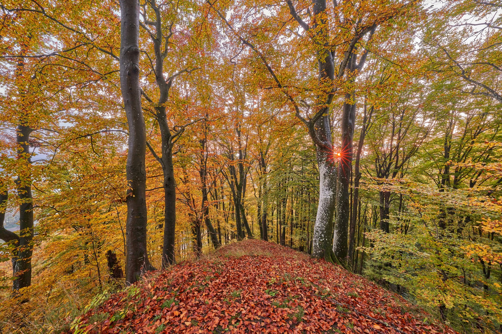 Herbstwald bei Schmidhub Berg, Perach, Altötting, Oberbayern - Herbstliche Waldlandschaft am Berg Dachlwand, Perach, Altötting, Oberbayern. Die Inn-Salzach Region in Deutschland mit farbenprächtigem Herbstlaub.