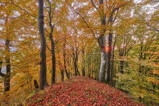 Herbstwald bei Schmidhub Berg, Perach, Altötting, Oberbayern