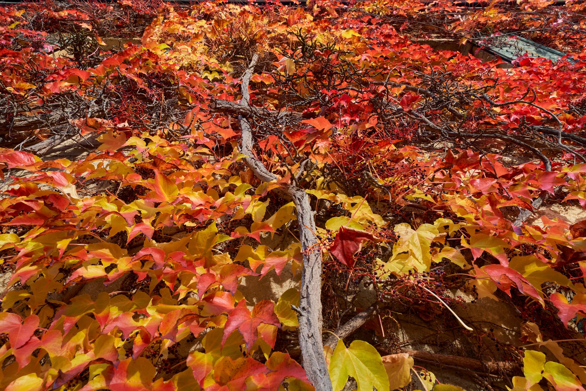 Herbstwand Hörnliweg am Schloss Schönau, Rottal-Inn - Gebäude am Schloss Schönau, Rottal-Inn, bedeckt mit leuchtend rotem Herbstlaub. Ein stimmungsvolles Herbstmotiv aus dem Holzland, Niederbayern, Deutschland.