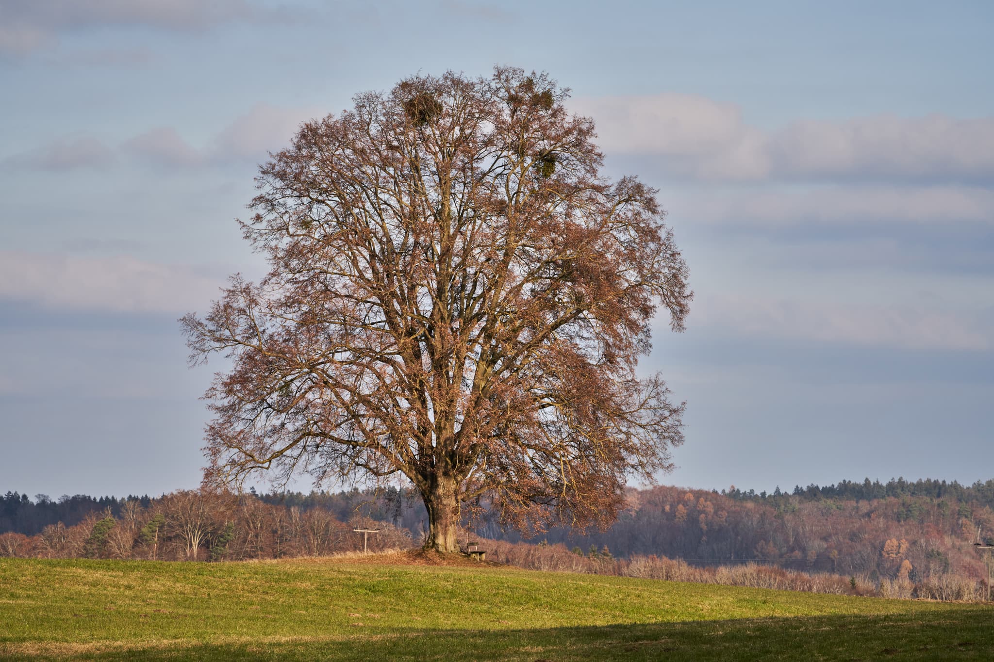 Herrensitz in Asten, Naturdenkmal, Tittmoning, Oberbayern. - Einzigartiger Baum in Asten bei Tittmoning, Landkreis Traunstein, Oberbayern, Herrensitz. Wunderschöne Landschaft der Inn-Salzach Region.