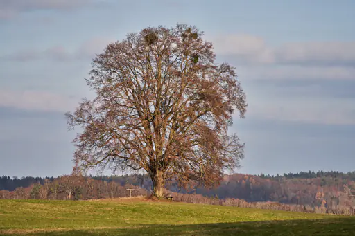 Herrensitz in Asten, Naturdenkmal, Tittmoning, Oberbayern.