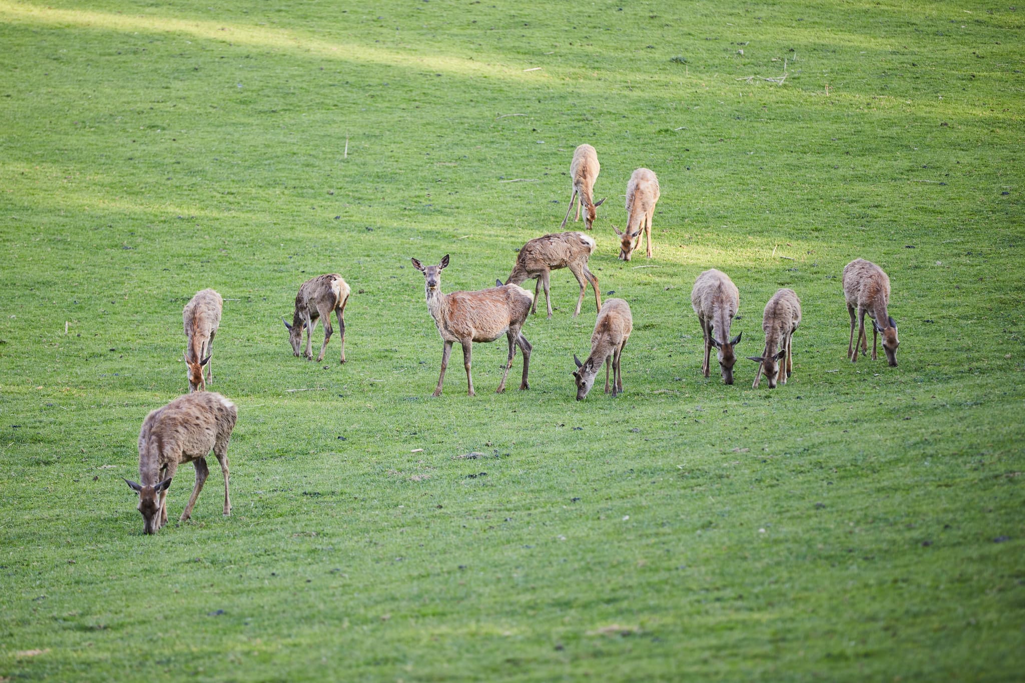 Hirsche, Halsbach, Altötting, Oberbayern, Inn-Salzach - Einblicke in das Tierfreigehege Waldbühne in Halsbach, Landkreis Altötting, Oberbayern, Region Inn-Salzach, Deutschland. Idyllische Landschaft mit Hirschen.