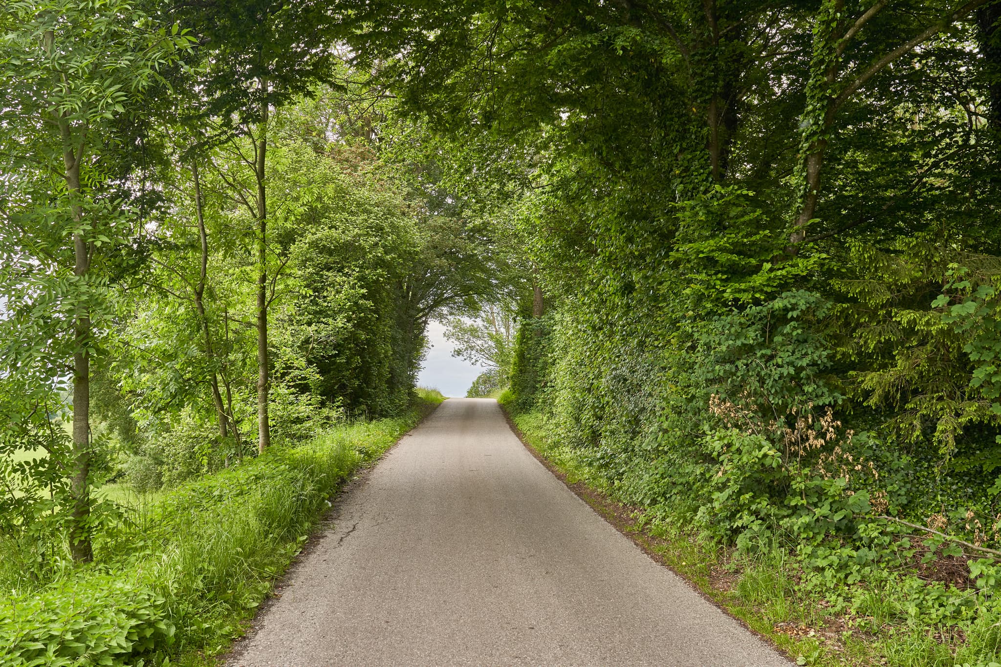 Hohlweg Tunnel, Höresham-Gufflham, Oberbayern, Inn-Salzach - Idyllischer Hohlwegtunnel in Höresham-Gufflham, Burgkirchen, Landkreis Altötting, Oberbayern, Deutschland. Der von Bäumen gesäumte Weg führt durch die Natur.