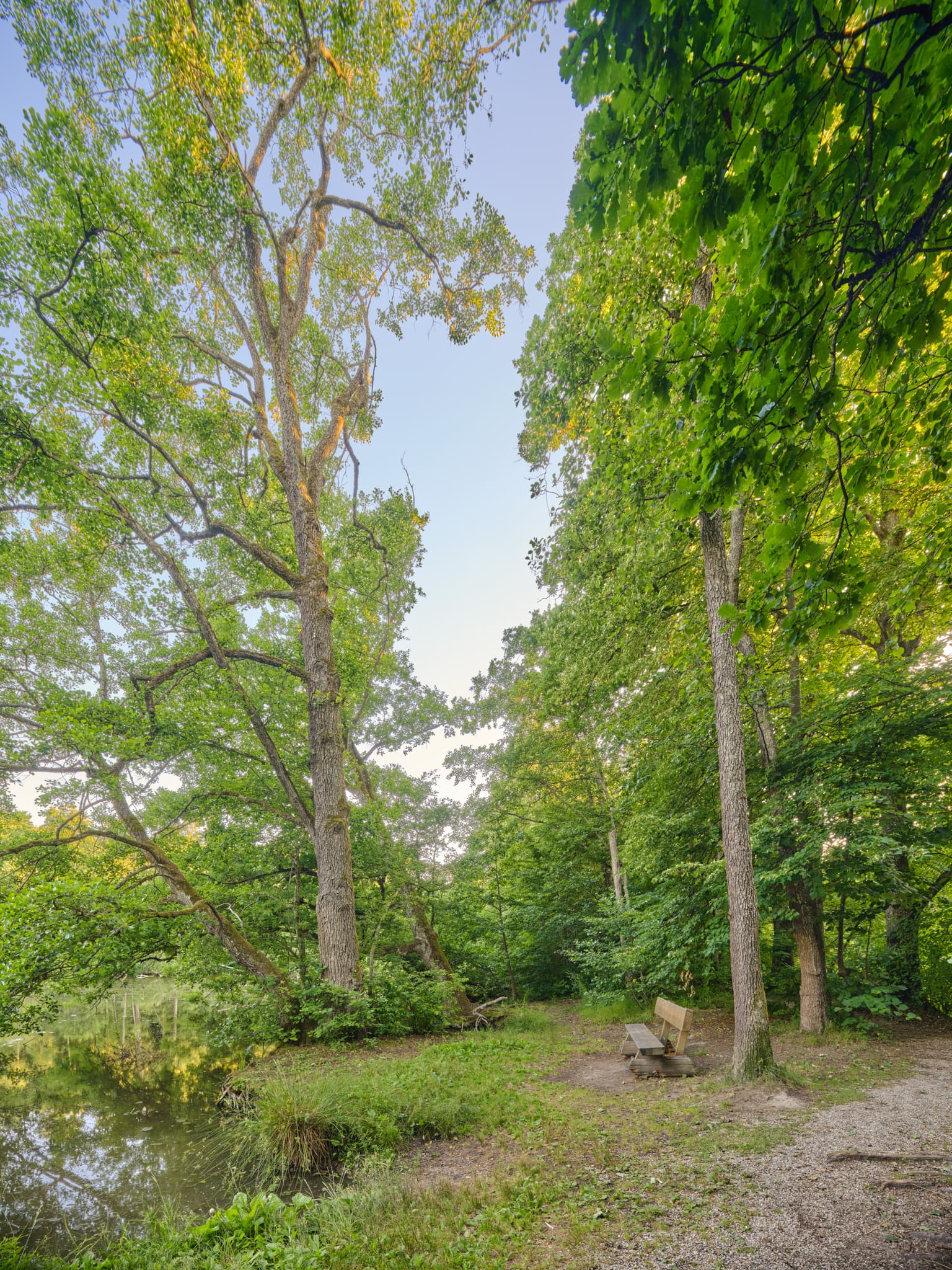 Idyllischer Lichtlberger Wald, Gern, Niederbayern, Holzland - Lichtlberger Wald, Eggenfelden, Rottal-Inn. Ein ruhiger Teich, hohe Bäume und eine Bank am Ufer Natur im Holzland, Niederbayern, Deutschland.