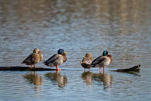 Isen-Stausee, Winhöring, Landkreis Altötting, Oberbayern