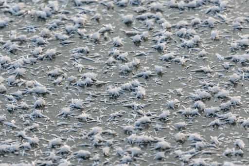 Isenstausee Frost, Winter, Winhöring, Altötting, Oberbayern