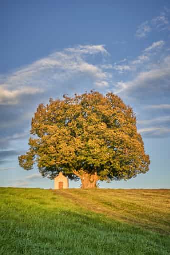Kapellenlinde Schmidhub, Berg, Altötting, Oberbayern Motiv.