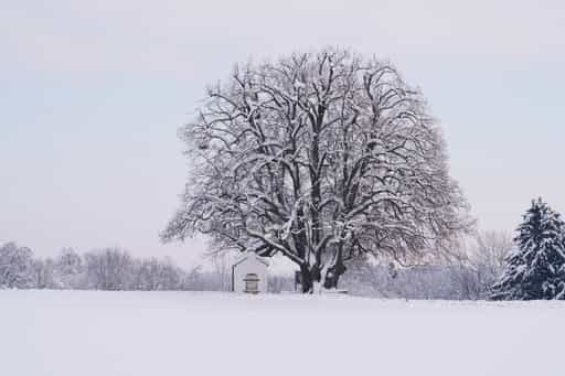 Kapellenlinde Schmidhub, Winter Berg, Altötting, Oberbayern