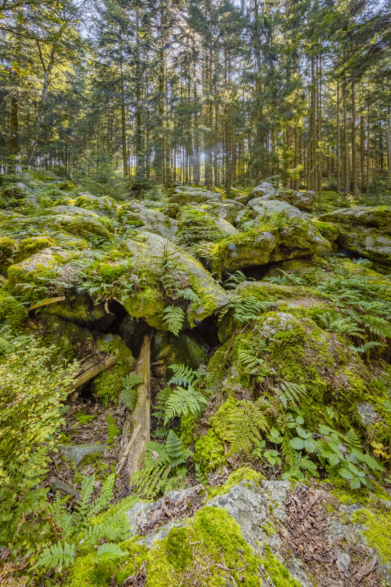 Kaser Steinstuben, Voglarn, Triftern, Rottal-Inn - Geotop im Waldgebiet mit großen Geröll-Steinen aus der Eiszeit in Voglarn bei Triftern, Rottal-Inn, Niederbayern, Holzland, Bäderdreieck, Deutschland.