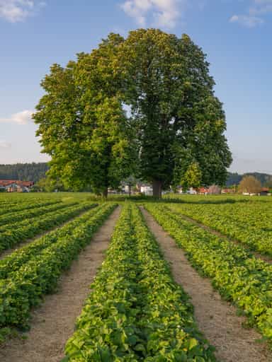 Kastanien Erdbeerfeld, Unterau, Altötting, Oberbayern