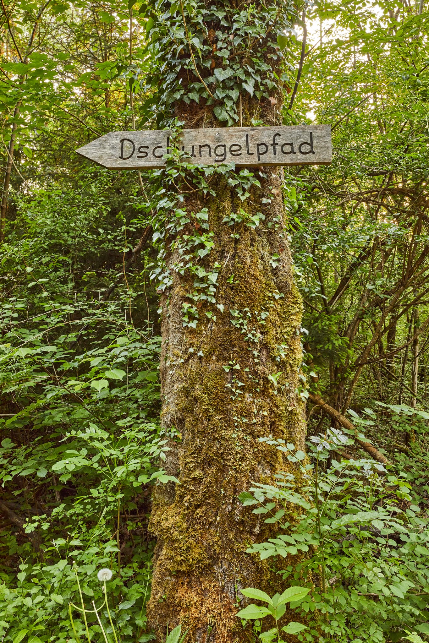 Klosterau Walderlebnispfad Alz Au, Altötting, Oberbayern - Dschungelpfad an moosbewachsenem Baum im Walderlebnispfad Klosterau Walderlebnispfad Alz Au. Landkreis Altötting, Oberbayern, Inn-Salzach, Deutschland.