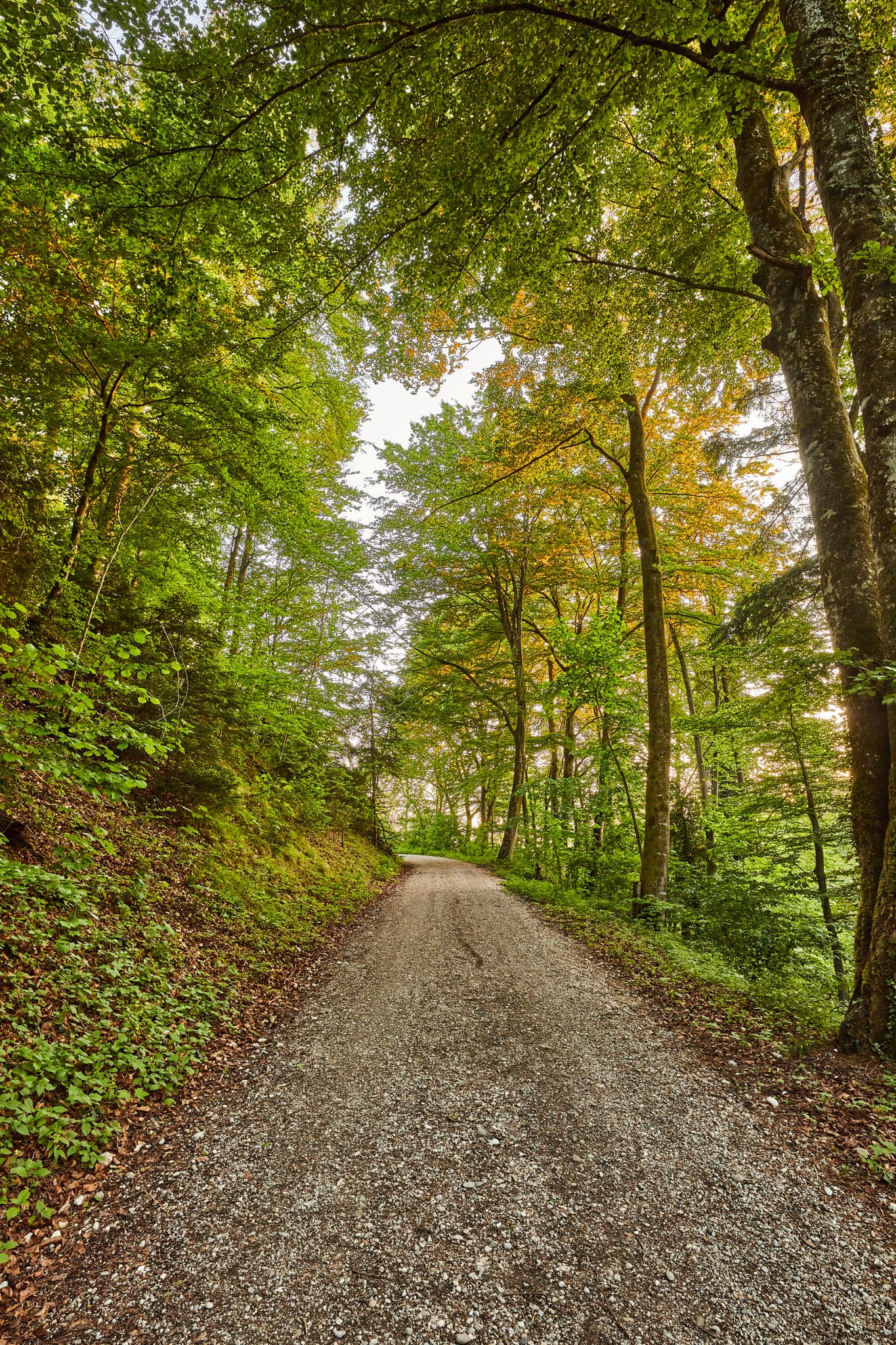 Klosterau Walderlebnispfad Alz Au, Mehring, Altötting - chotterweg führt durch einen lichten Wald in Mehring, Altötting, Oberbayern. Inn-Salzach Gebiet zur Alz mit viel Natur.