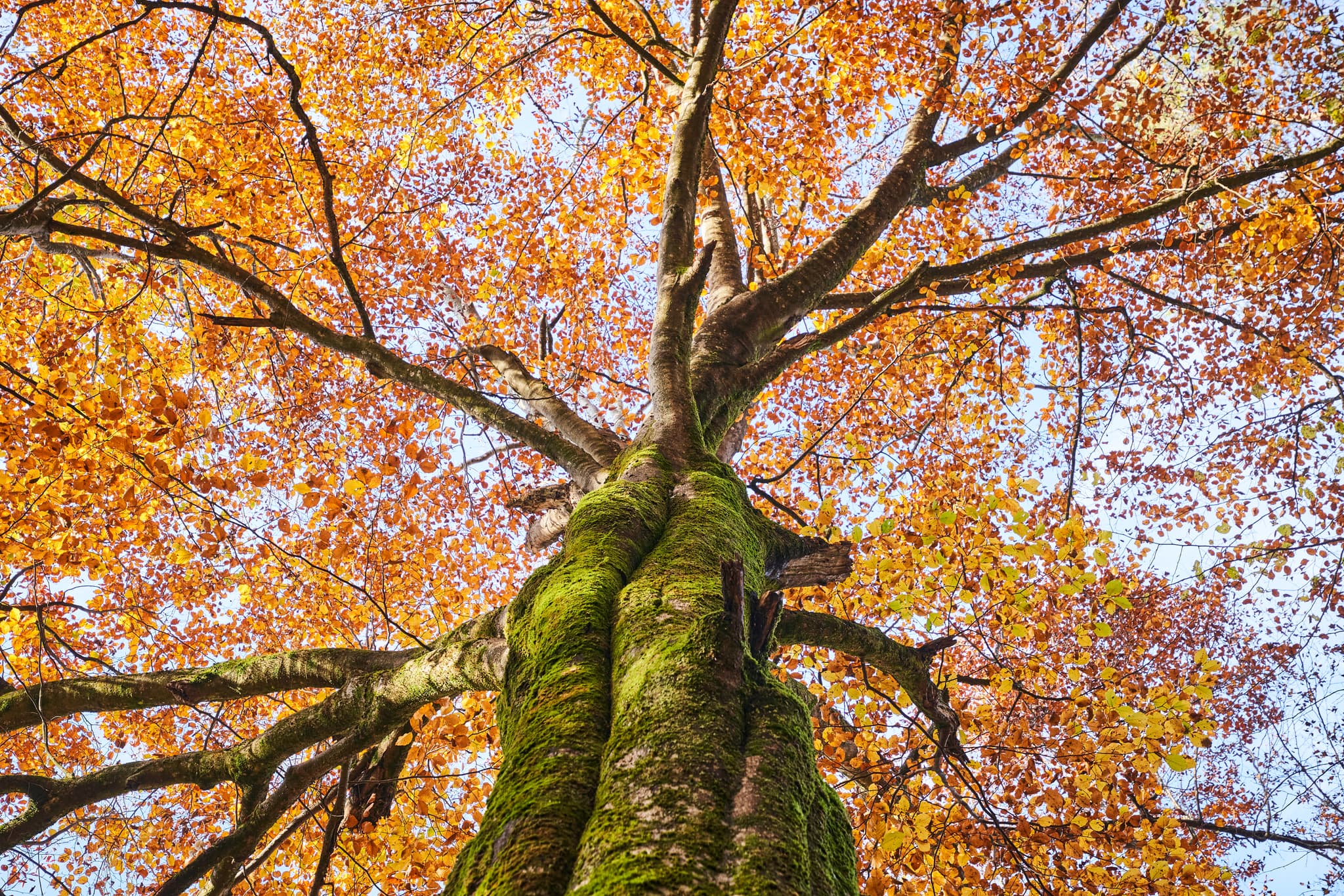 Klosterau Walderlebnispfad Herbst, Mehring, Altötting - Nahaufnahme eines Baumes mit prächtigem Herbstlaub und moosbewachsenem Stamm. Standort Mehring, Altötting, Oberbayern, Inn-Salzach, Deutschland.