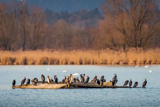 Kormorane am Innspitz, Haiming, Landkreis Altötting