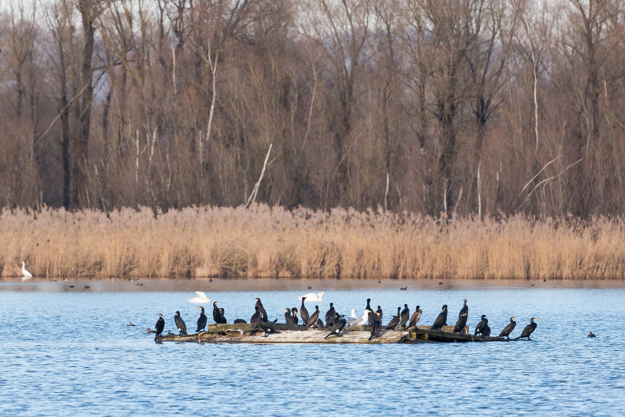 Kormorane am Innspitz in Haiming, Altötting, Oberbayern - Kormorane auf Baumstamm am Gewässer Innspitz, Haiming, Altötting. Im Hintergrund Schilf und winterliche Bäume. Region Inn-Salzach, Oberbayern, Deutschland.