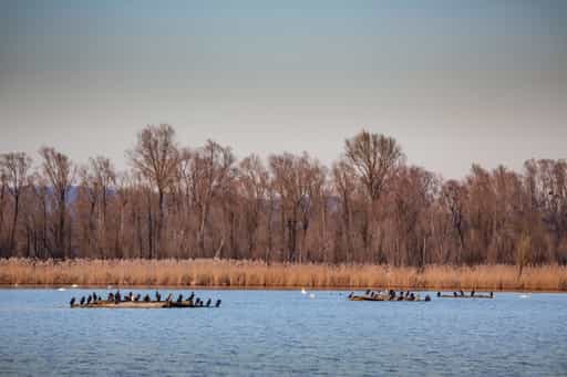 Kormorane, Innspitz, Haiming Landkreis Altötting, Oberbayern