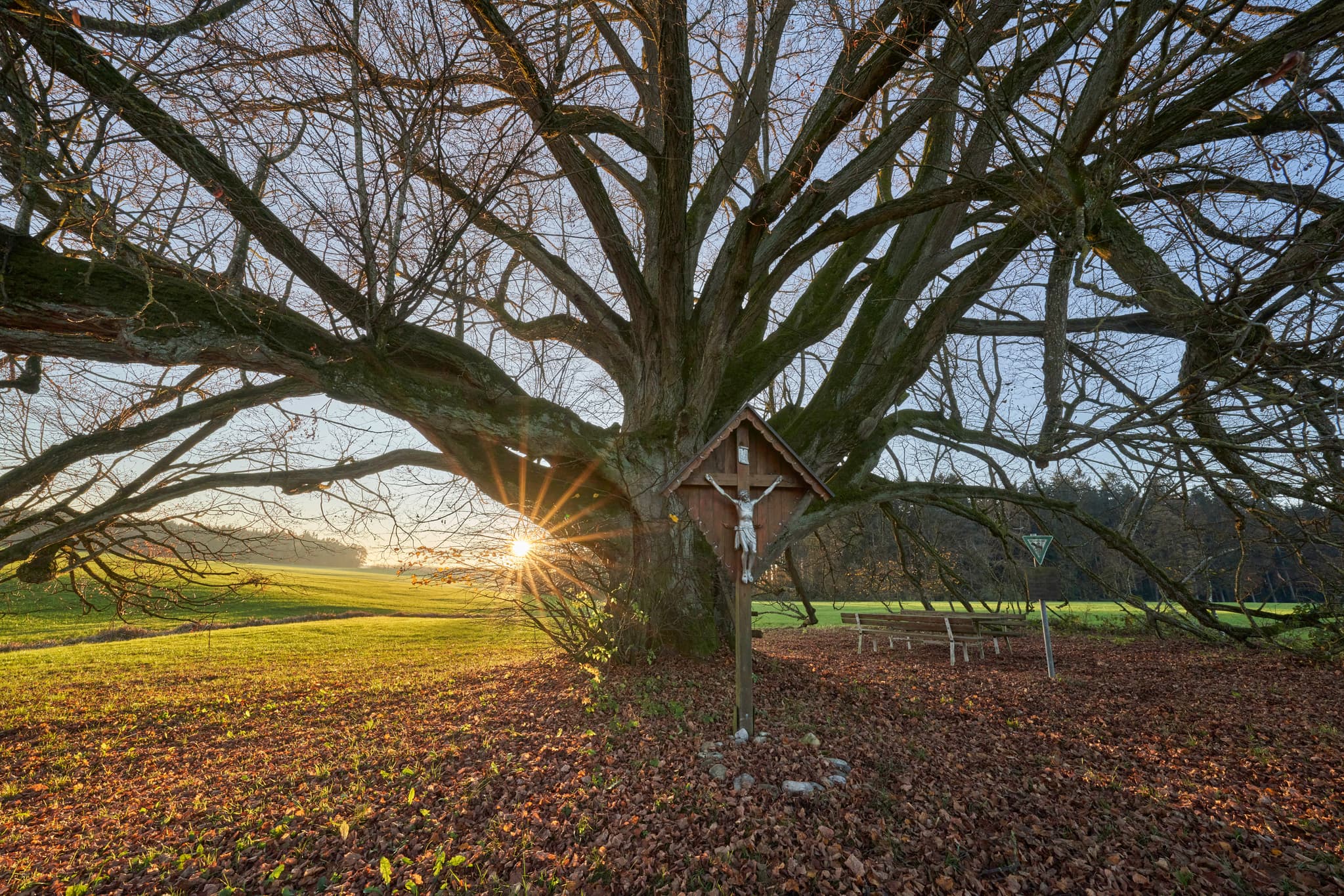 Kriering Linde, Wittibreut, PAN, Niederbayern, Bäderdreieck - Herbstliche Szenerie in Kriering Linde, Wittibreut, Rottal-Inn, Niederbayern. Ein großer Baum mit einem Feldkreuz und Sitzbänken im warmen Herbstlicht.