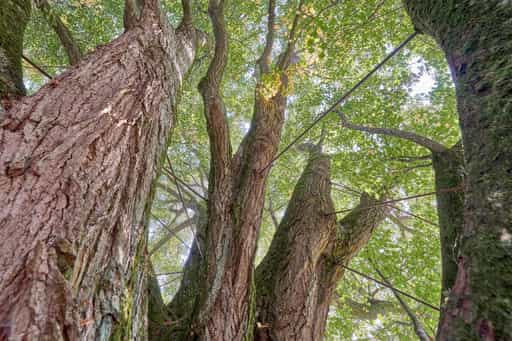 Krieringer Linde Verstrebungen, Sommer, Wittibreut, Rottal