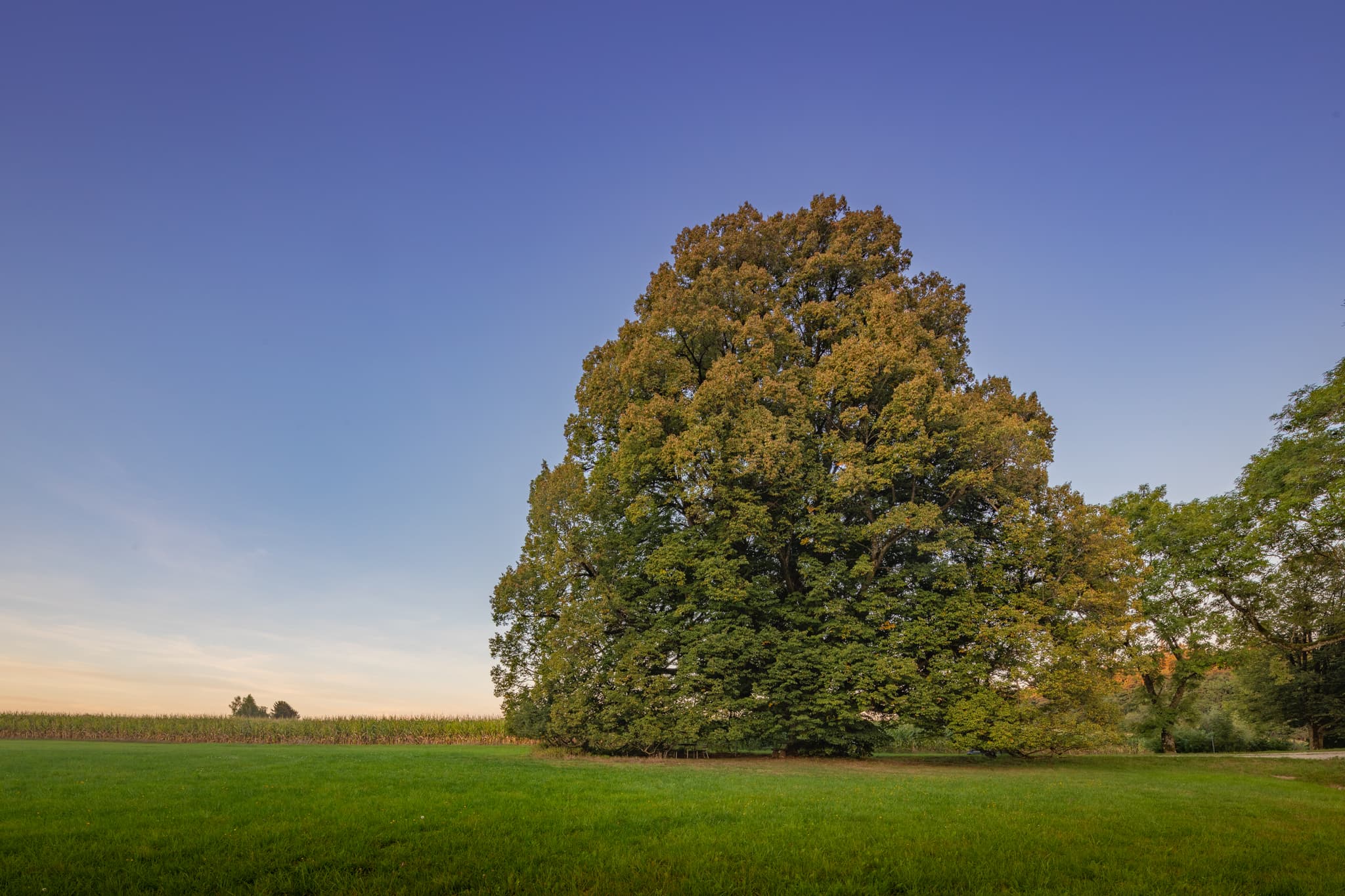 Krieringer Linde, Wittibreut, Rottal, Niederbayern, Holzland - Eine markante Linde in Kriering nahe Wittibreut, Landkreis Rottal-Inn, Niederbayern. Idyllisches Naturmotiv.