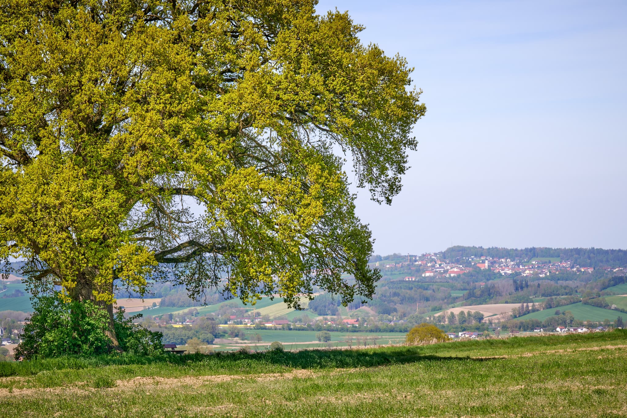 Kronwitt-Eiche, Bayerbach, Rottal-Inn, Niederbayern - Einzelne Eiche auf Feld bei Bayerbach, Gemeinde Bayerbach, Landkreis Rottal-Inn, Niederbayern, Holzland/Bäderdrieck, Bayern, Deutschland.